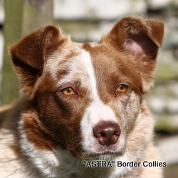 Astra Biddy, Black Tan and white (tricolour) rough coated border collie